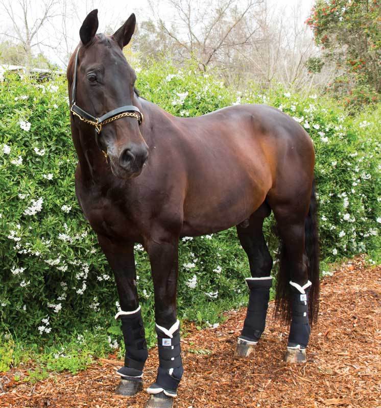 Wool Lined Stable Boots Euro Horseware
